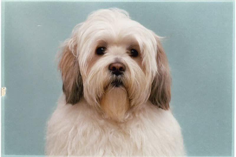A freshly groomed fluffy dog